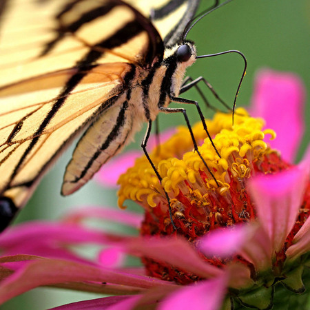 Tiger Swallowtail (1) (National Arboretum)