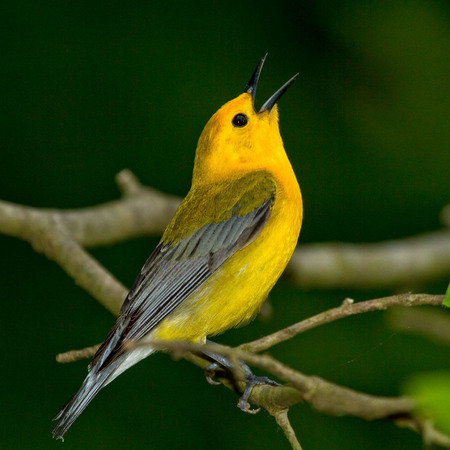 Prothonotary Warbler (Washington, DC)