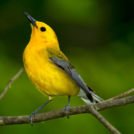 Prothonotary Warbler (Washington, DC)