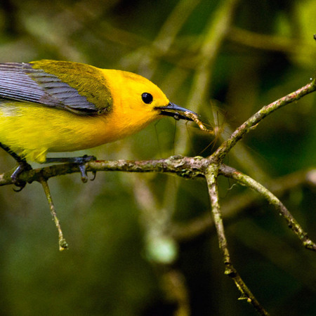 Prothonotary Warbler (Washington, DC)