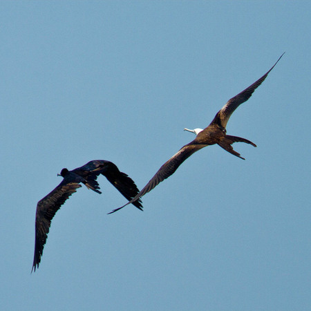 Magnificent Frigatebirds (Belize)