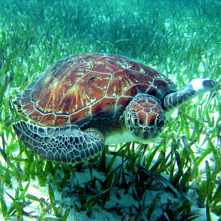Green Sea Turtle (1) (Belize)

Conservation Status: IUCN Red List, Endangered