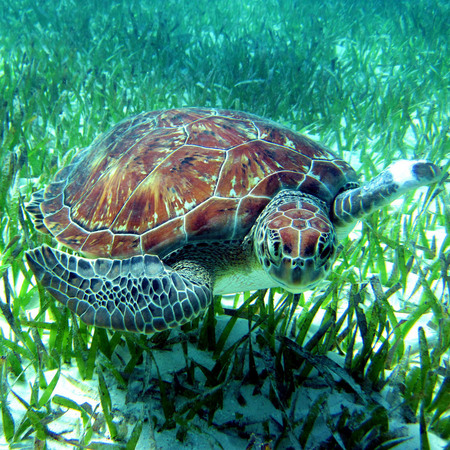 Green Sea Turtle (1) (Belize)

Conservation Status: IUCN Red List, Endangered