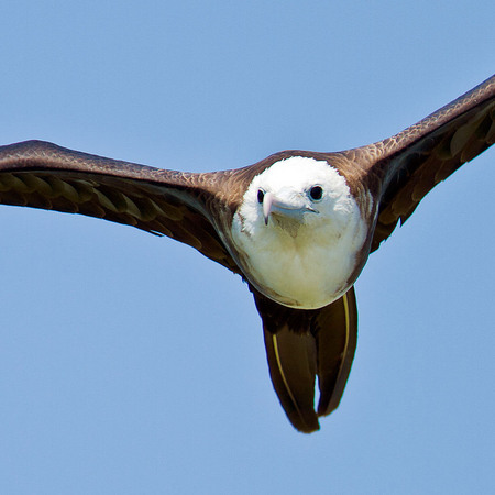 Magnificent Frigatebird, juvenile