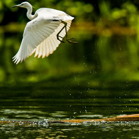 Little Blue Heron, juvenile (4) (Belize)