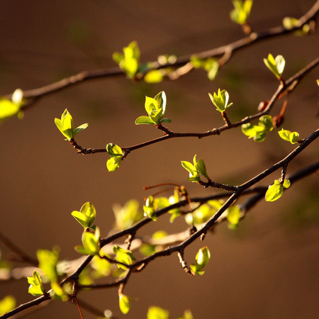 "Springtime" (Woodend Nature Sanctuary)