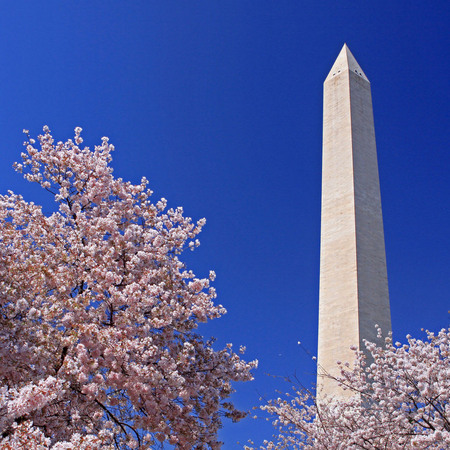 "Cherry Blossoms"