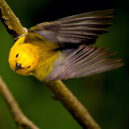 Prothonotary Warbler (Washington, DC)