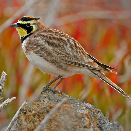 Horned Lark (San Clemente Island)