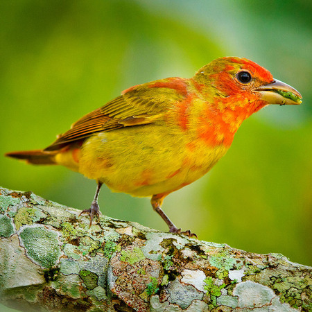 Summer Tanager, first year (Belize)