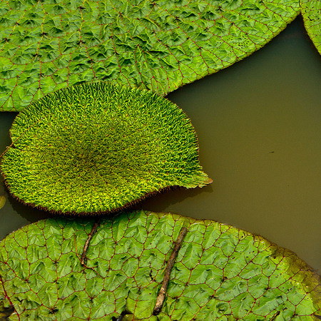 Victoria Water Lily