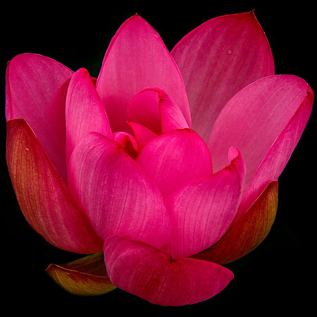 Lotus Flower