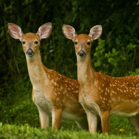 White-tailed Deer (Washington, DC)