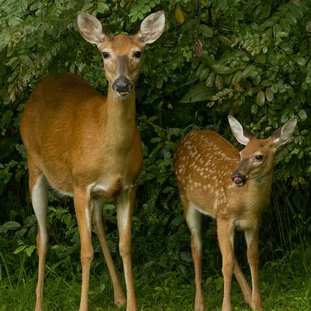White-tailed Deer (Washington, DC)