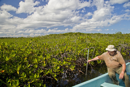 Dwarf mangrove forest adjacent to the inlet near the Caribbean- these are fully adult trees!