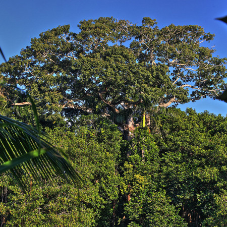 A Ceiba (the "sacred tree") across the river from Possum Point Biological Station