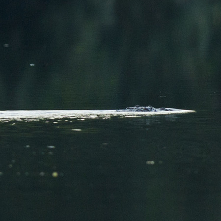 American Crocodile (Belize)

Conservation Status: IUCN Red List, Vulnerable