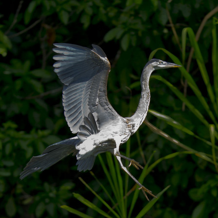 Great Blue Heron (Belize)