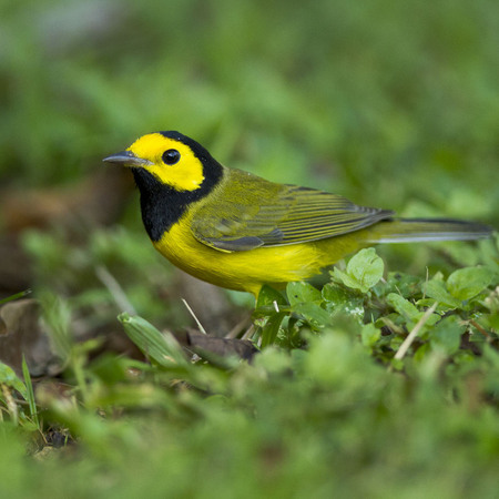 Hooded Warbler (Belize)