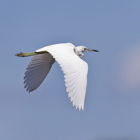 Little Blue Heron, juvenile (6) (Belize)