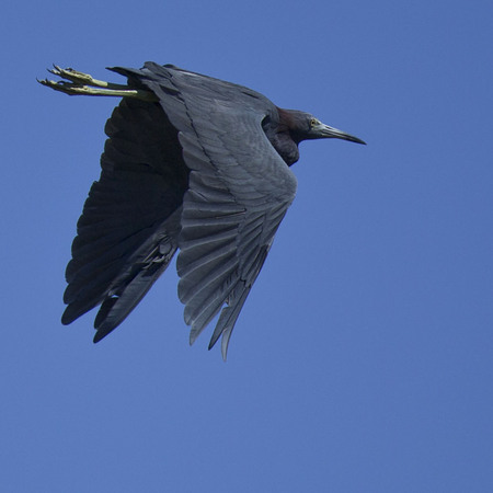 Little Blue Heron (Belize)