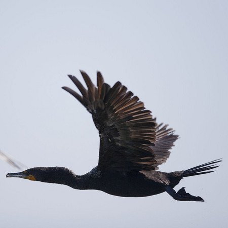 Neotropical Cormorant (Belize)