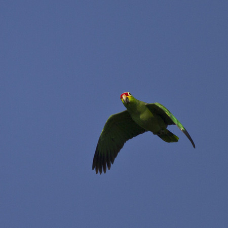Red-lored Parrot (Belize)