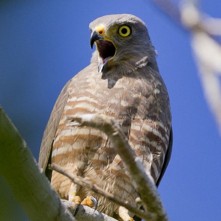 Roadside Hawk (Belize)