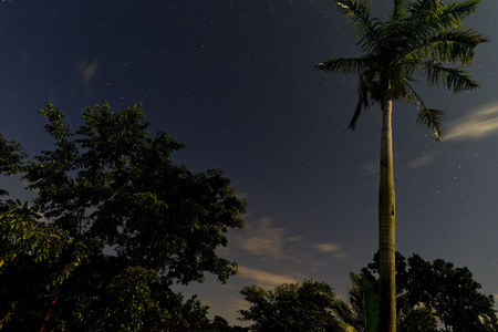 Tropical Starlight (1)