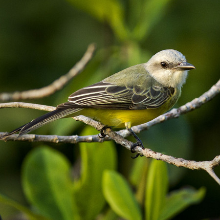 Tropical Kingbird (Belize)