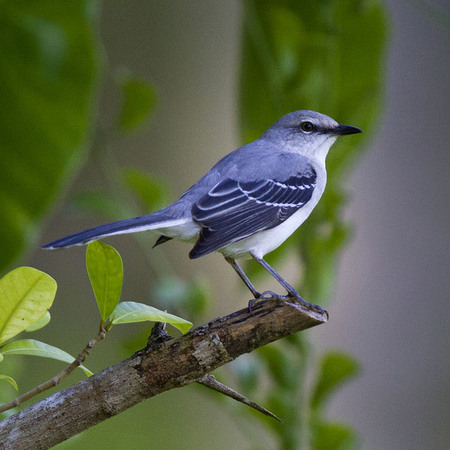 Tropical Mockingbird (Belize)