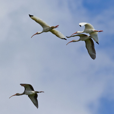 White Ibis (Belize)