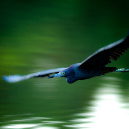 Little Blue Heron (7)(Belize)