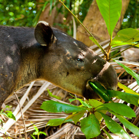 Baird's Tapir (2) (Sittee River, Belize)

Conservation Status: IUCN Red List, Endangered
