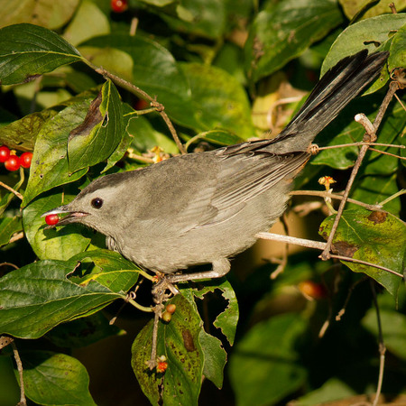 Gray Catbird (Washington, DC)
