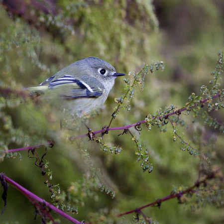 Ruby-crowned Kinglet on Pokeweed (Rock Creek Park)