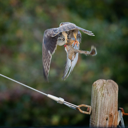 "Dinner to Go (3 of 3)" (Petworth)