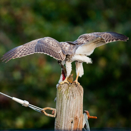 "Dinner to Go (2 of 3)" (Petworth)