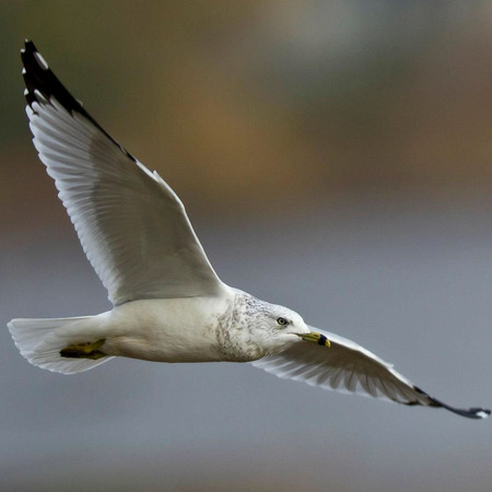 Ring-billed Gull (Washington, DC)