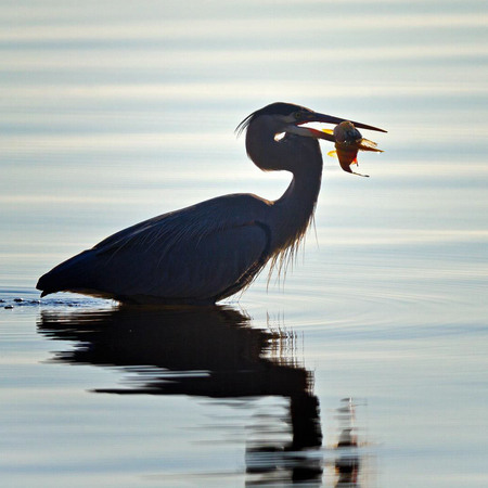 Great Blue Heron, with yellow perch (3) (Dyke Marsh)