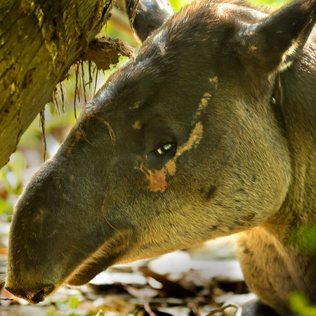 Baird's Tapir (1) (Sittee River, Belize)

Conservation Status: IUCN Red List, Endangered