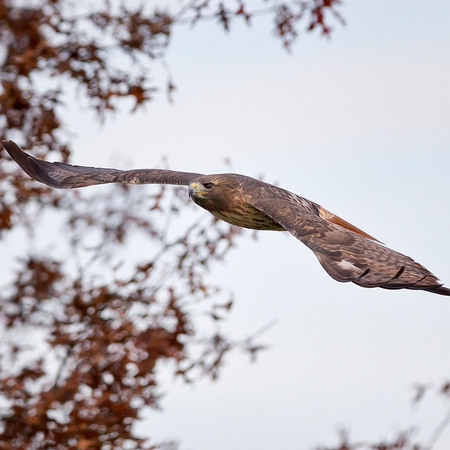 Red-tailed Hawk (8) (Centreville, VA)