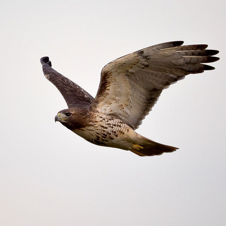 Red-tailed Hawk (5) (Centreville, VA)