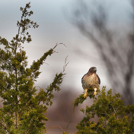 Red-tailed Hawk (Washington, DC)