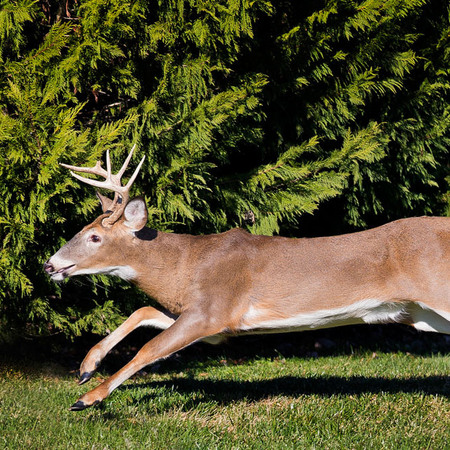 White-tailed Deer (Washington, DC)