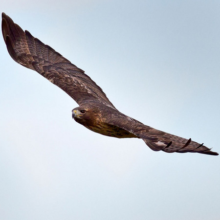 Red-tailed Hawk (4) (Centreville, VA)