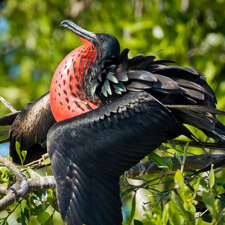 Magnificent Frigatebird mating ritual (1) (Belize)