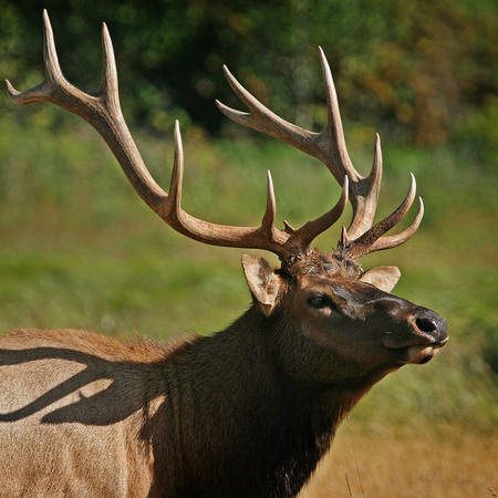 Roosevelt Elk (1) (Prairie Creek Redwoods State Park)