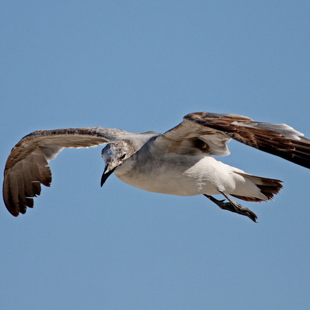 Ring-billed Gull  (Washington, DC)