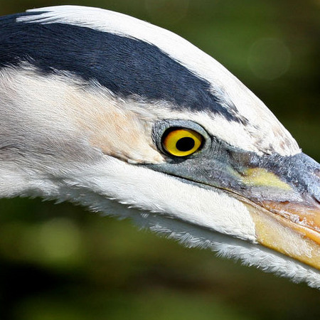 Great Blue Heron (4) (Everglades National Park)